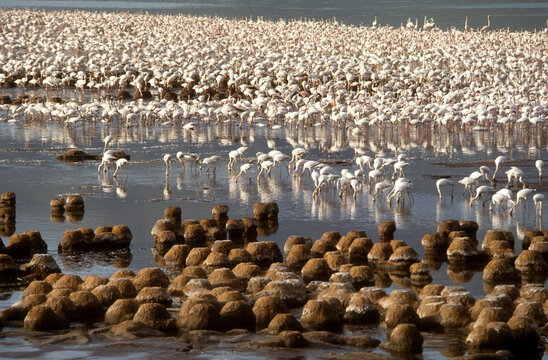 Flamant nain, phoenicopterus minor, Lesser Flamingo, colonie, nids,  parc national du lac Bogoria, Kenya