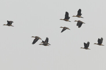 whistling ducks flying at Sundarban tiger reserve, India