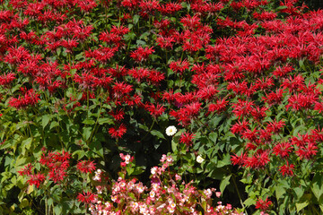 Fototapeta premium Indianernessel, Monarda Fistulosa-Hybride, Bee Happy