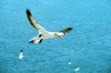 Fou de Bassan, 
Morus bassanus, Northern Gannet