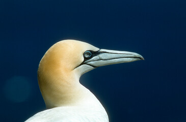 Fou de Bassan, Morus bassanus, Northern Gannet