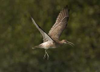 Whimbrel in flight at Sundarban tiger reserve, India