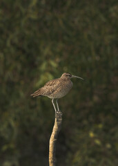 Whimbrel perched on a mangrove log of Sundarban tiger reserve, India