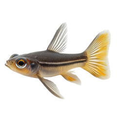 Obraz premium Lanternfish isolated on transparent background.