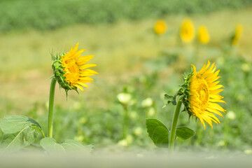 sunflower, Slightly wilted sunflowers on a hot afternoon with green background, field view, large yellow sunflower for background. Yellow sunflowers in sunlight. good harvest concept, bright sunny 