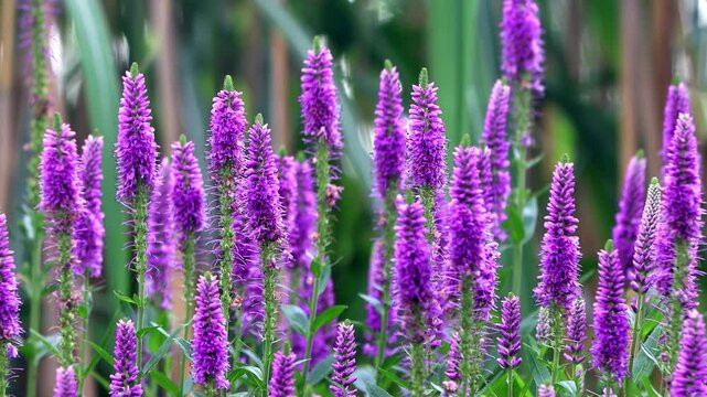 veronica violet flower in the garden
