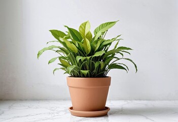 Fototapeta premium a biodegradable brown flower pot with plant on a simple background with copy space