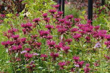 Indianernessel, Monarda-Hybride