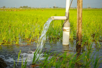 Irrigation of rice fields using pump wells with the technique of pumping water from the ground to...