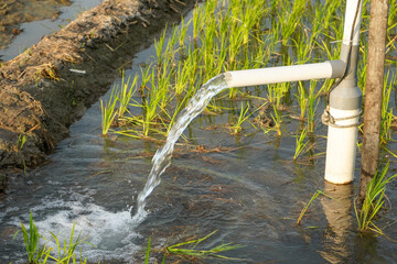 Irrigation of rice fields using pump wells with the technique of pumping water from the ground to...
