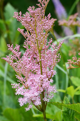 Rote  Mädesüß, Filipendula rubra 'Venusta