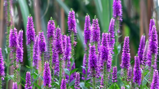 veronica violet flower in the garden
