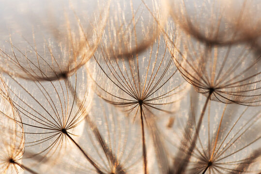 Fototapeta Dmuchawiec na łące w ciepłych promieniach słońca, letnie kwiatowe tło.