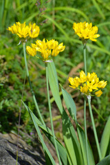 Gold-Lauch,  Allium moly