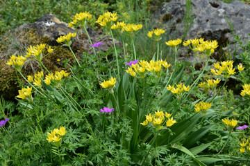 Obraz premium Gold-Lauch, Allium moly