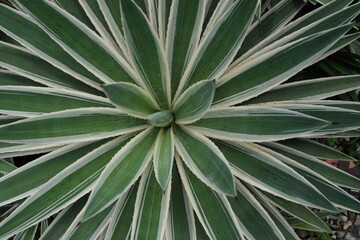 Top view of a symmetrical green agave plant with pointed leaves and white edges, showcasing natural geometric patterns and desert plant aesthetics.