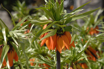  Kaiserkrone,  Fritillaria imperialis
