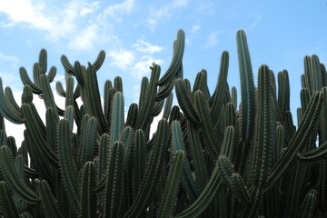Dense cluster of tall green cactus plants under a bright blue sky with scattered clouds, showcasing a vibrant desert landscape.