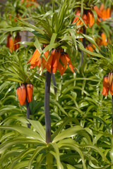  Kaiserkrone,  Fritillaria imperialis