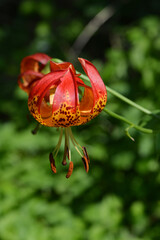 T&uuml;rkenbund-Lilie, Lilium martagon