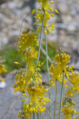 Gelbe Lauch,  Gelb-Lauch, Allium flavum