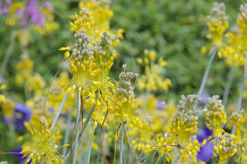 Gelbe Lauch,  Gelb-Lauch, Allium flavum
