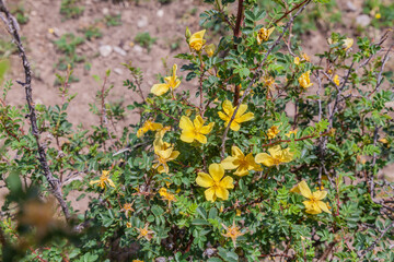 Bunch of yellow flowers are growing on a bush