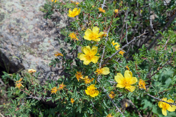 Bunch of yellow flowers are growing on a tree