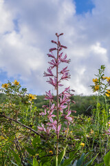 Fototapeta premium Pink veined flowers of wild plant Diptam (Dictamnus albus) or Burning Bush, or Fraxinella, or Dittany. Closeup of beautiful pink and white flowers on blurred green background. Endangered rarity plant