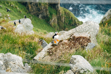 Puffins on the Coast