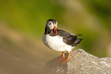 Puffins on the Coast