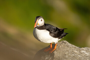 Puffins on the Coast