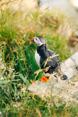 Puffins on the Coast