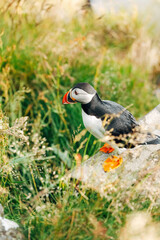 Puffins on the Coast