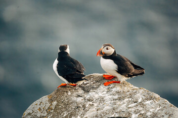 Fototapeta premium Puffins on the Coast