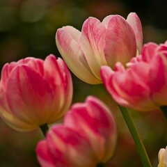Fototapeta premium Pink Tulips in Soft Focus Bloom