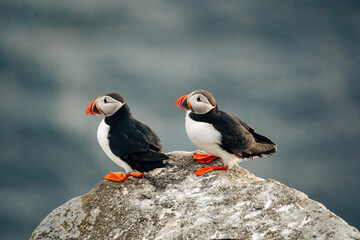 Puffins on the Coast