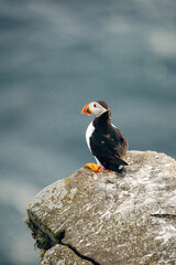 Puffins on the Coast