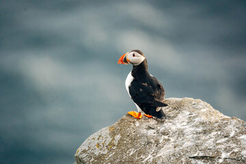 Puffins on the Coast