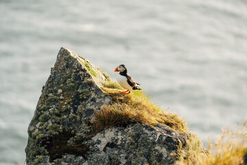 Puffins on the Coast