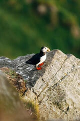 Puffins on the Coast