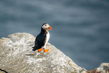 Puffins on the Coast