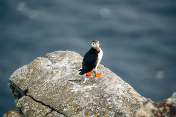 Puffins on the Coast