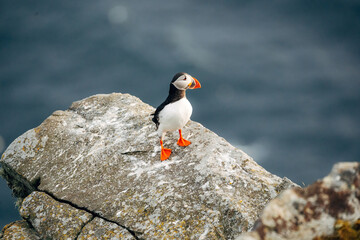 Puffins on the Coast