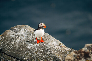 Fototapeta premium Puffins on the Coast