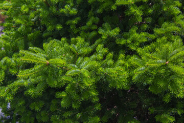 This is a close-up of a fir tree.