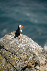 Puffins on the Coast
