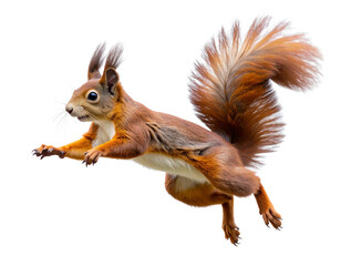 Cute Red Squirrel Leaping with Tail Extended, Transparent Background