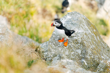 Puffins on the Coast