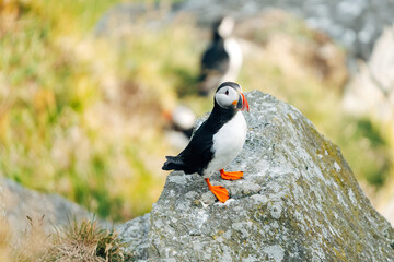 Puffins on the Coast